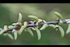 水社柳-花苞07.jpg