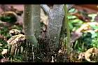 水社柳-莖07.jpg