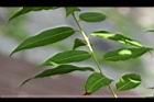 水社柳-葉02.jpg
