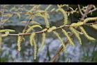 水社柳-雄花00.jpg