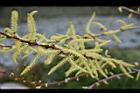 水社柳-雄花01.jpg