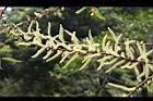 水社柳-雄花03.jpg