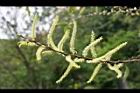 水社柳-雄花04.jpg