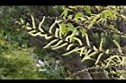 水社柳-雄花06.jpg