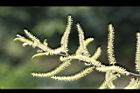 水社柳-雄花07.jpg