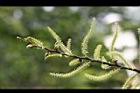 水社柳-雄花08.jpg