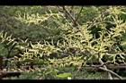 水社柳-雄花10.jpg