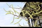 水社柳-雄花11.JPG