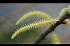 水社柳-雄花23.jpg