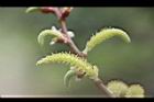 水社柳-雄花25.jpg