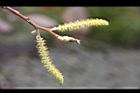 水社柳-雄花29.jpg