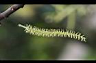 水社柳-雄花30.jpg