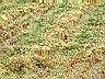稻草2.JPG