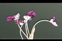 水竹芋-花06.jpg