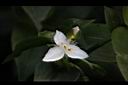 水竹草-花05.JPG