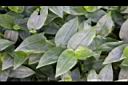 水竹草-葉00.JPG