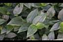 水竹草-葉01.JPG