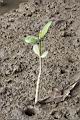 幼珠04.JPG