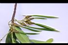 水筆仔-胚莖22.JPG