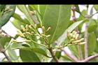 水筆仔-花苞02.JPG