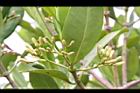 水筆仔-花苞03.JPG