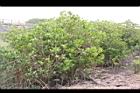 水筆仔13.JPG