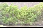 水筆仔19.JPG