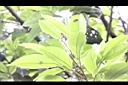 水絲梨-葉脈0.JPG