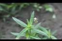 水線草-5.jpg