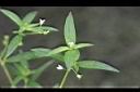 水線草-7.jpg