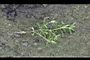 水線草-全.jpg