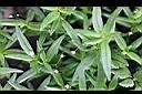 水線草-實.jpg