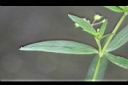 水線草-葉正.jpg