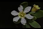水芫花-花08.JPG