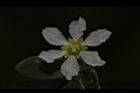 水芫花-花10.JPG