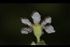 水芫花-花16.JPG