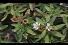 水芫花28.JPG