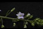 水苦藚-花20.JPG