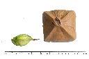 水茄苳-棋盤腳0.JPG