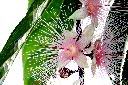 水茄苳-花06.JPG