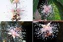 水茄苳-花1.jpg
