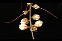 水茄苳-花苞00.JPG