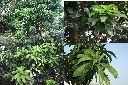 水茄苳1.jpg