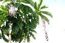 水茄苳20.JPG