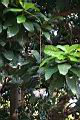 水茄苳-花08.jpg