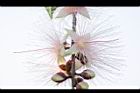 水茄苳-花25.JPG