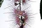 水茄苳-花37.JPG