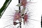 水茄苳-花38.JPG