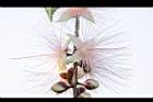 水茄苳-花63.JPG