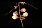 水茄苳-花苞01.JPG